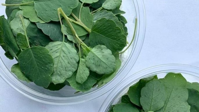 ¿Has probado el pápalo? Descubre más de los beneficios de consumir esta planta