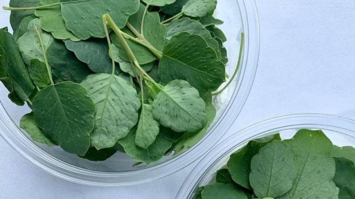 ¿Has probado el pápalo? Descubre más de los beneficios de consumir esta planta