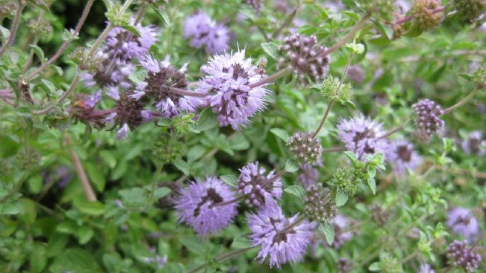 Poleo: Conoce qué es y cuáles son los beneficios de tomar té de está planta