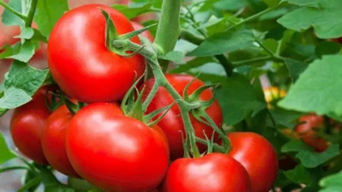 Haz que tus cultivos crezcan más sanos con este fertilizante casero de jitomate