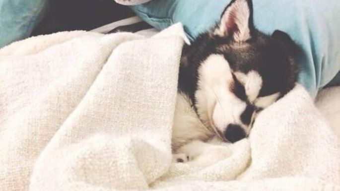 ¿Estará soñando que corre? Conoce por qué los perros parece que corren cuando están dormidos