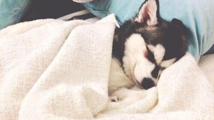 ¿Estará soñando que corre? Conoce por qué los perros parece que corren cuando están dormidos