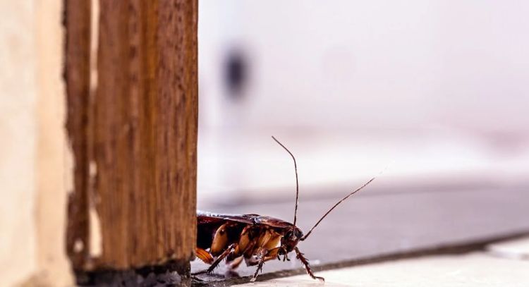 ¿Cansada de las cucarachas? Ahuyéntalas de tu hogar con estos productos que ya tienes en casa