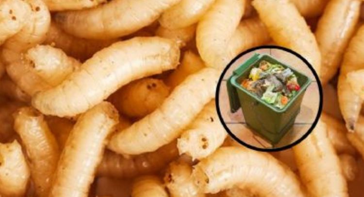 Desaparece las molestas larvas de tu hogar; 2 tips efectivos para no verlas nunca más