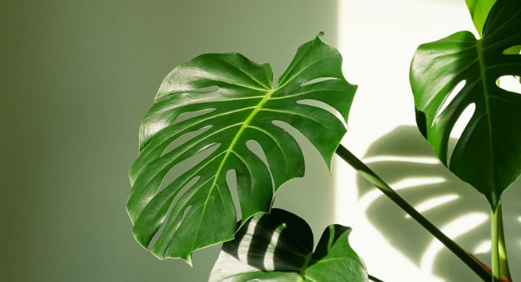 Monstera con manchas marrones: 3 razones comunes y consejos para solucionarlo