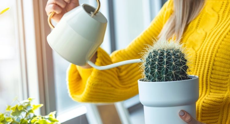 ¿Con qué frecuencia debes de regar un cactus? Este es el tiempo perfecto para evitar que se marchite