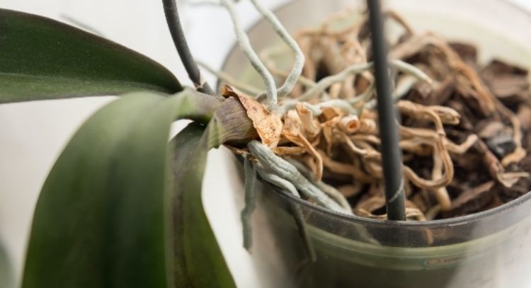 Orquídeas: Guía paso a paso para salvarla si la planta ha perdido sus raíces