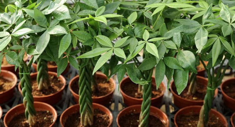 Árbol del dinero: Este es el método definitivo para propagar esta planta mediante esquejes