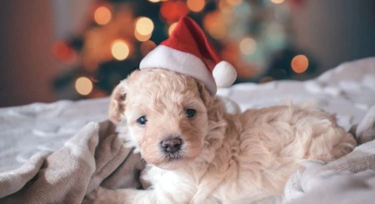 Calma a tu perrito en Nochevieja; 3 consejos para contrarrestar los fuegos artificiales