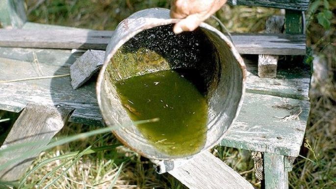 Evita la proliferación de mosquitos en el jardín; estos son los mejores consejos para ahuyentarlos