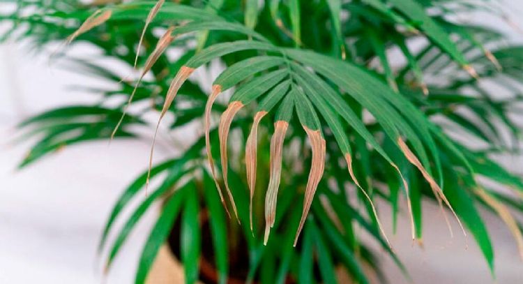 Puntas marrones en las hojas: Estas son las causas y cómo solucionarlo